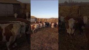 Бычки 66 голов. Вес бычков 450+ цена 250 руб  Волгоградской области.  +7964-014-41-14 Расул