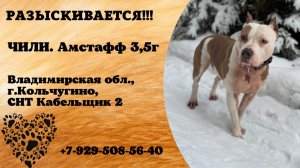 Пропала собака! ЧИЛИ. Амстафф, 3,5 года. Владимирская обл., г.Кольчугино.