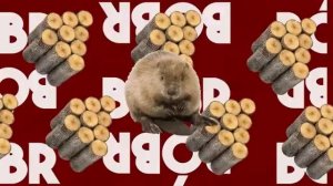 мюсло - о курва бобер