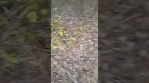 Охота на енотовидную собаку капканами