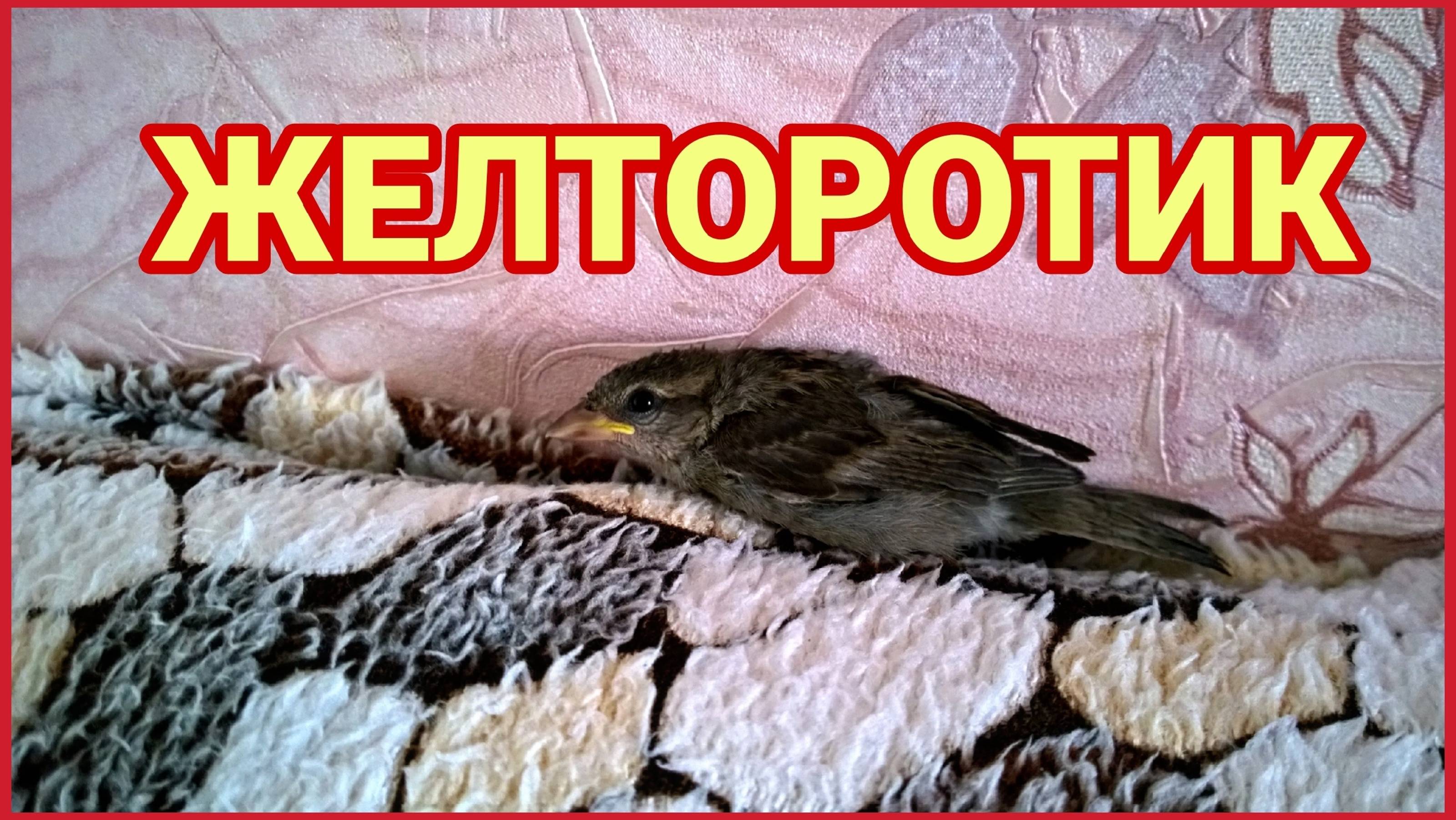 Желторотик воробей вытянулся как сосиска!