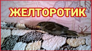 Желторотик воробей вытянулся как сосиска!
