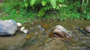 Calming River Sounds - Relaxing Stream Sounds Sleep Meditate Yoga 2 hours