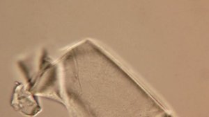 Реутери ЭКОлаб под микроскопом 1000х