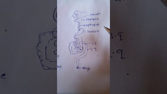 PATH OF FOOD 🤔🤔 смотреть онлайн