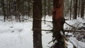 Басня о ночевке у пережженого бревна