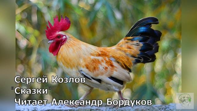 Сказки С.Козлова. Петушиный король