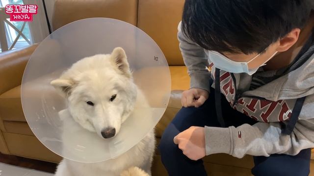 중성화 수술 받고 와서 풀이 죽은 강아지