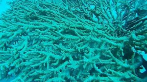 Красное море • Кораллы • Мурена • Подводный мир • Дайвинг • Египет • Хургада