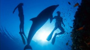 Видеопрезентация «Морские обитатели: киты и дельфины» (12+)