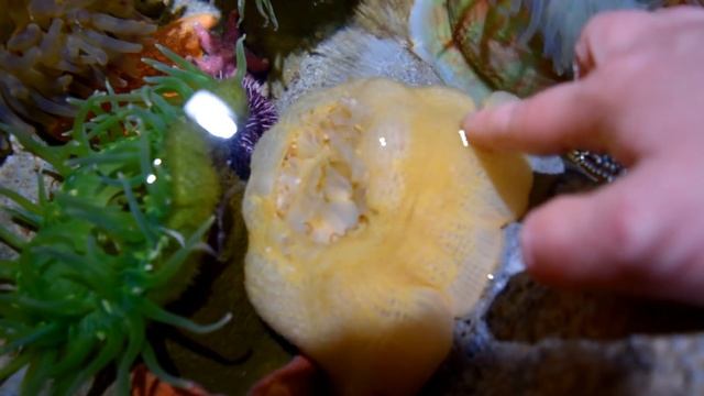 Aquarium of the pacific | What am I touching смотреть онлайн