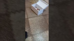 лапка сквиш прошлого видео и мои любимые лапки