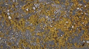 Дары природы для вашего здоровья.Фильм о Соловецком архипелаге и добыче водорослей компанией VERTERA