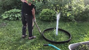ВЛОГ: ВЕЧЕРНИЕ ДЕЛА В САДУ. НАЧАЛИ ОБЛАГОРАЖИВАТЬ ПРИСТВОЛЬНЫЕ  КРУГИ У ПЛОДОВЫХ