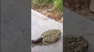 #жабка #жаба рожает какашку #лягушка #вмиреживотных