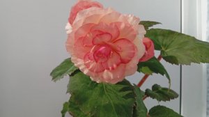 Бегония Он Топ Сансет  Шайдс  (Begonia On Top Sunset Shades)