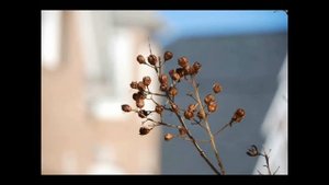 Sigma 18-200mm F3.5-6.3 DC OS HSM for Nikon - Part 2
