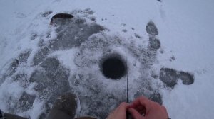 #рыбалка #ловля #окуня #набезкивковку #зима #пруд #2024 #2025