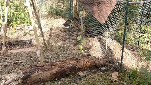 Tropical Permaculture Backyard Tour | April 2020 смотреть онлайн