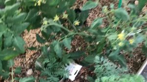 НОВЫЕ ЦВЕТОЧКИ☺️ ЧТО В ТЕПЛИЦЕ И КУДА ЕЗДИЛИ