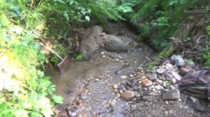 Два дня на золотом ручье