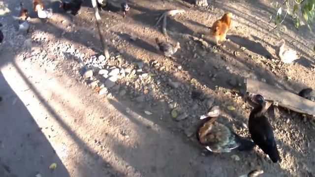 Огородные дела - сажаем малину , подготовка земли , кормлю ораву)