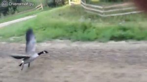 Гусь и человек