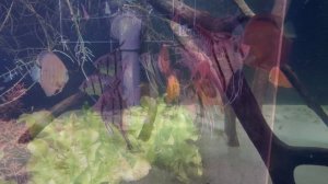 Поездка в Океанариум. Это необыкновенно красивое потрясающее завораживающее место
