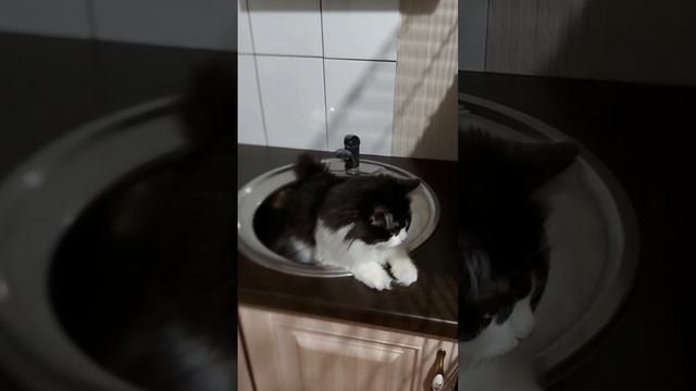 Томас