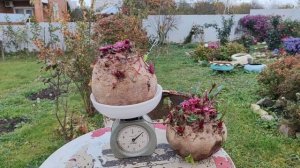 Небольшие новости с огорода. Посадила чеснок и выкопала гладиолусы