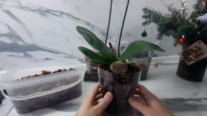 Грунт для орхидей