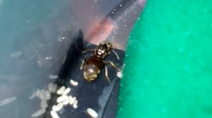 Муравиная матка Глеба