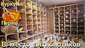 В помощь голубям