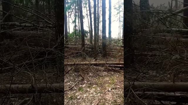 когда шумел вот этот лес смотреть онлайн