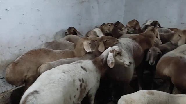 арашан авгон куйлари 904099090