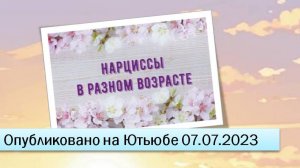 Нарциссы в разном возрасте (07.07.2023)