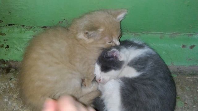 котята в добрые руки Уфа