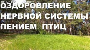 ПЕНИЕ ПТИЦ ОЧИЩАЕТ ОТ НЕГАТИВНЫХ МЫСЛЕЙ,НЕРВНАЯ СИСТЕМА УСПОКАИВАЕТСЯ.ПОКОЙ И РАДОСТЬ НА ДУШЕ.