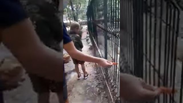 Детишки в зоопарке