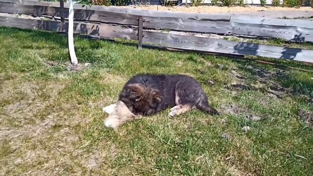 А мне студента навязали! Учу вот! :) смотреть онлайн