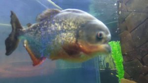 Океанариум и зеркальный лабиринт. ТРК "Галактика" Краснодар