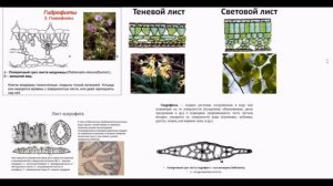 Вегетативные и генеративные органы растений 2 ч. 7 урок по подготовке к ВсОШ по биологии. 7-9 кл.