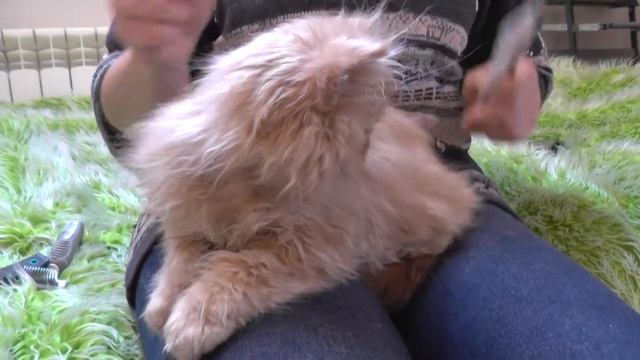 Orion смотреть онлайн