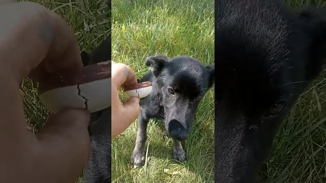 новый петомиц смотреть онлайн