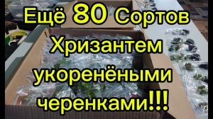 🪴Привезли ещё 80 сортов хризантемы Мультифлора и Корейской укоренённые черенки🪴