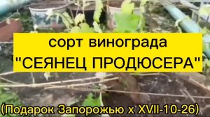 сорт винограда " СЕЯНЕЦ ПРОДЮСЕРА"