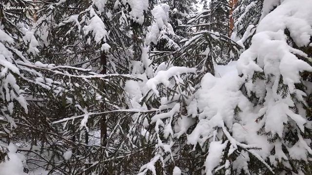 Сказочная природа уральского зимнего леса. Чудесная прогулка.