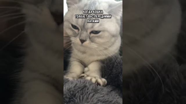 Смешные коты - Майя #смешныекоты #кошка #кот