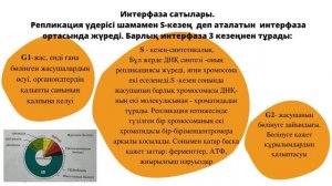 ИНТЕРФАЗА, ОНЫҢ КЕЗЕҢДЕРІ. 9-СЫНЫП. БИОЛОГИЯ.