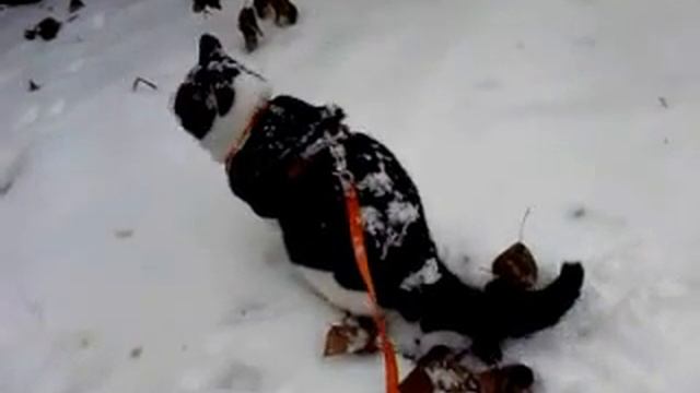 Какает